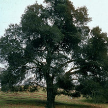 Load image into Gallery viewer, Quercus agrifolia - Coast Live Oak
