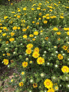 Grindelia stricta var. platyphylla 'Rays Carpet' - Ray's Carpet Coast Gumweed