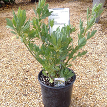 Load image into Gallery viewer, Romneya coulteri - Matilija Poppy
