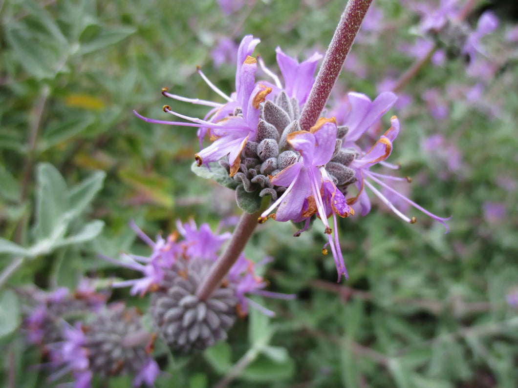 Salvia leucophylla 'Amethyst Bluff' - Amethyst Bluff Sage