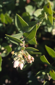 Arctostaphylos cruzensis - Arroyo de la Cruz Manzanita