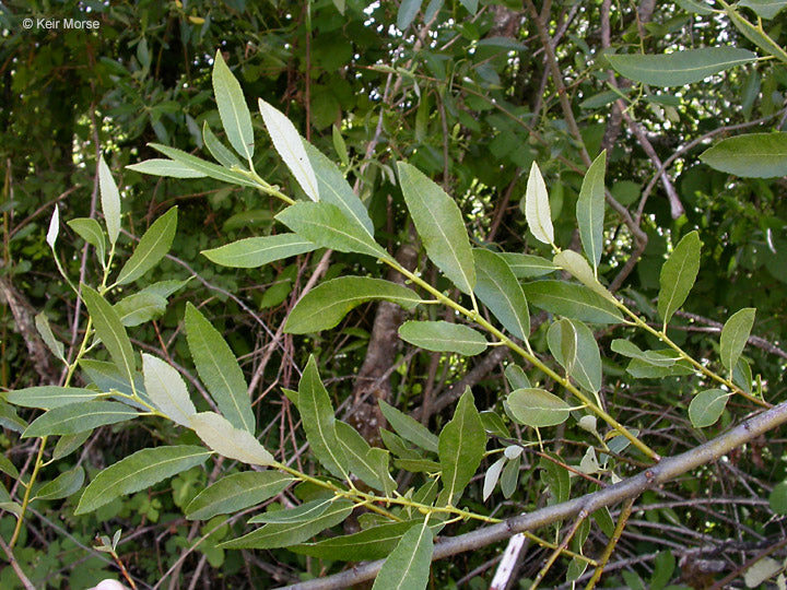 Salix lasiolepis - Arroyo Willow