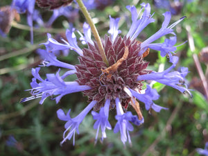 Salvia clevelandii ‘Winnifred Gilman' - Winnifred Gilman Sage