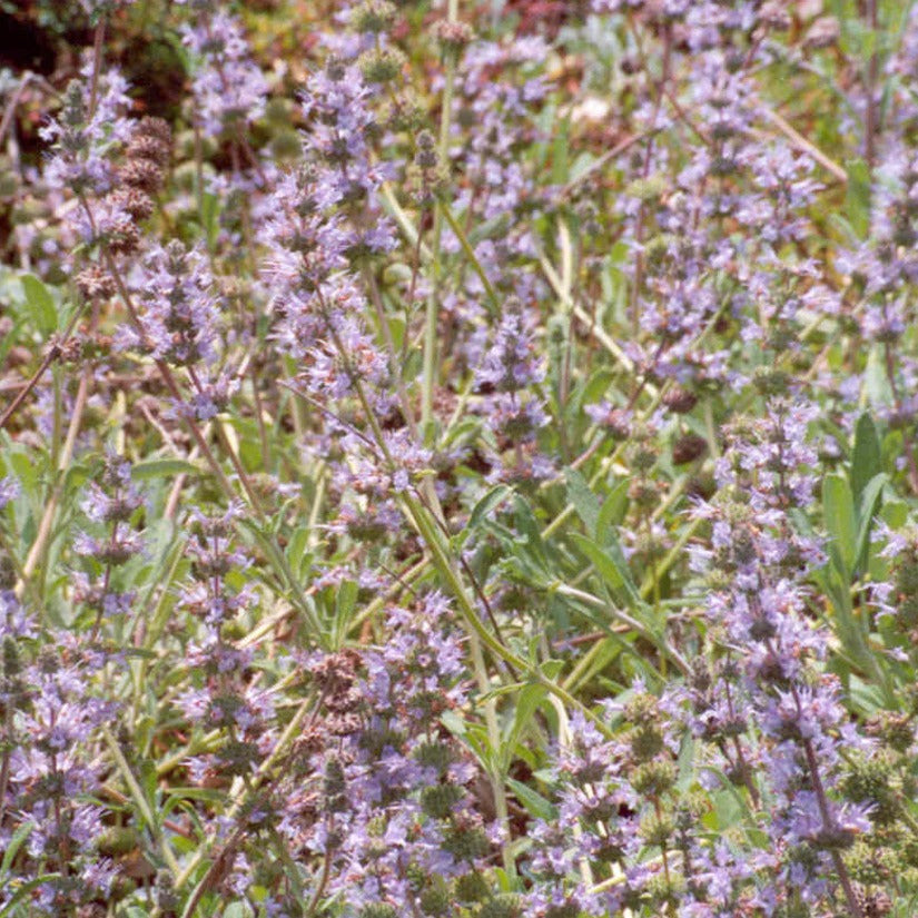 Salvia sonomensis 'Mrs. Beard' - Mrs. Beard Creeping Sage