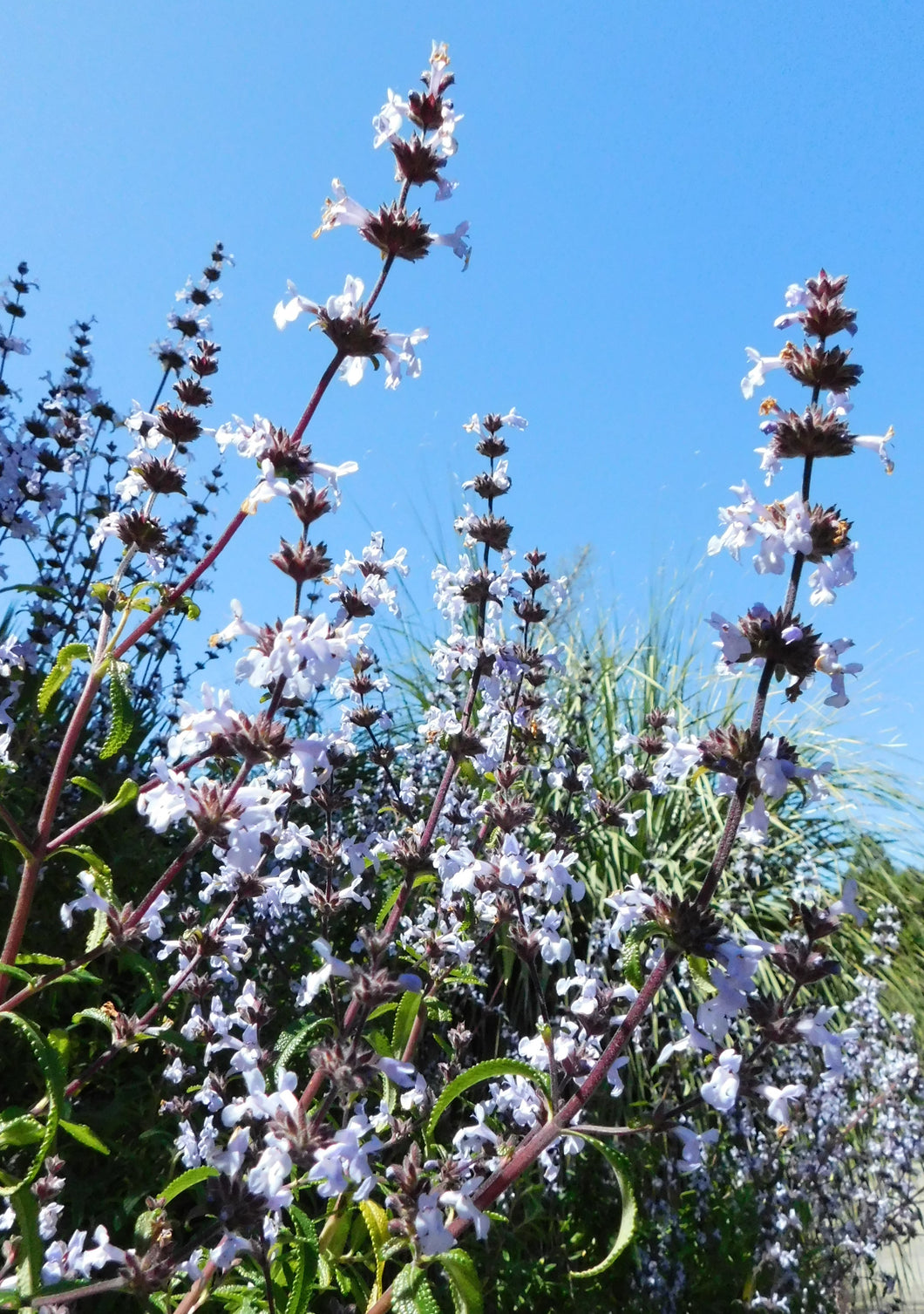 Salvia brandegeei - Santa Rosa Island Sage