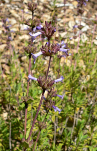 Salvia munzii - Munz's Sage – Santa Barbara Botanic Garden