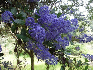 Ceanothus 'Sierra Blue' - Sierra Blue Ceanothus