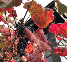 Load image into Gallery viewer, Vitis &#39;Roger&#39;s Red&#39; - Roger&#39;s Red Wild Grape
