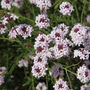 パオラレイナ Verbena lilacina 'Paseo Rancho' - Paseo Rancho Lilac Verbena