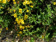 Load image into Gallery viewer, Bahiopsis laciniata - San Diego Sunflower
