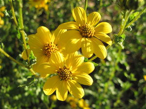 Bahiopsis laciniata - San Diego Sunflower