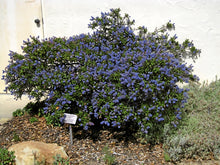 Load image into Gallery viewer, Ceanothus &#39;Wheeler Canyon&#39; - Wheeler Canyon Ceanothus
