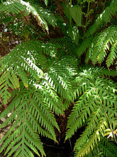 Load image into Gallery viewer, Woodwardia fimbriata - Giant Chain Fern

