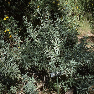 Salvia apiana - White Sage