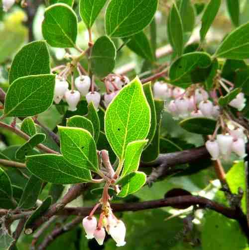 Arctostaphylos hookeri 'Wayside' - Wayside Manzanita