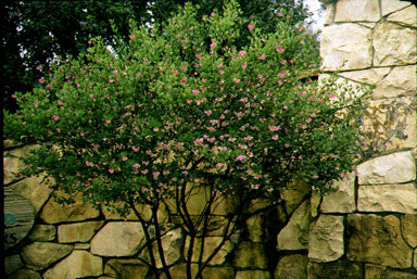 Arctostaphylos densiflora 'Sentinel' - Sentinel Manzanita