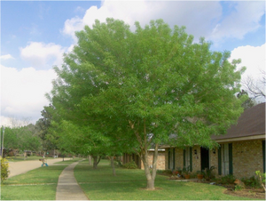 Fraxinus velutina - Arizona Ash