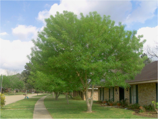 Fraxinus velutina - Arizona Ash