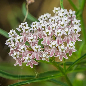 Asclepias fascicularis - Narrowleaf Milkweed