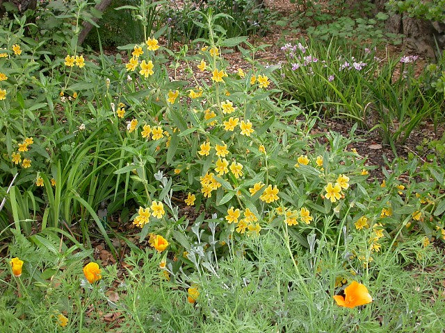 Diplacus aurantiacus - Sticky Monkeyflower – Santa Barbara Botanic Garden