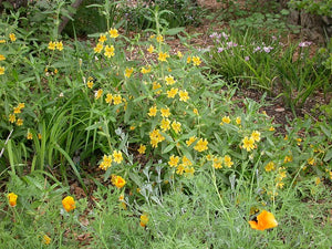 Diplacus aurantiacus - Sticky Monkeyflower