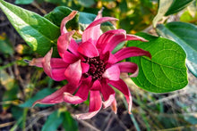 Load image into Gallery viewer, Calycanthus occidentalis - Spice Bush
