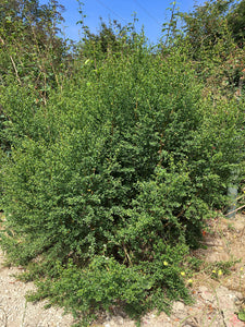 Baccharis pilularis - Coyote Brush