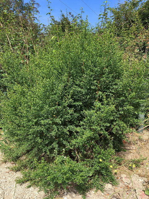 Baccharis pilularis - Coyote Brush