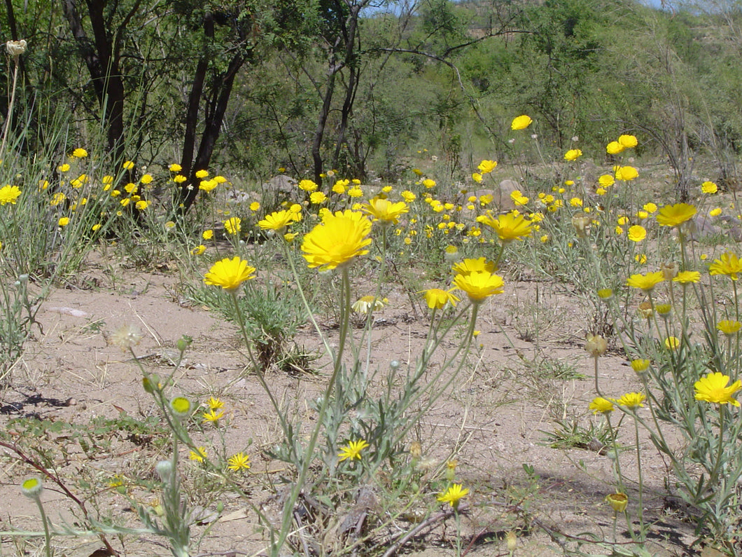 Baileya multiradiata - Desert Marigold