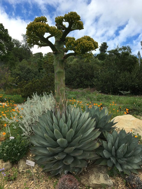 Agave sebastiana - Cedros Island Agave