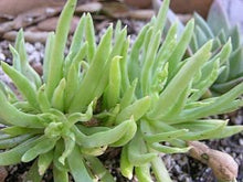 Load image into Gallery viewer, Dudleya anomala - Baja Island Liveforever
