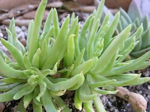 Dudleya anomala - Baja Island Liveforever