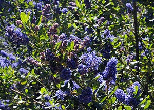 Ceanothus 'Blue Ray' - Blue Ray Ceanothus