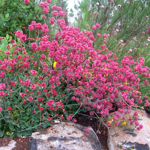 Eriogonum grande var. rubescens - Red Flowered Buckwheat