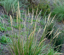 Load image into Gallery viewer, Calamagrostis nutkaensis - Pacific Reed Grass
