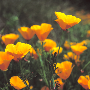 Eschscholzia californica - California Poppy