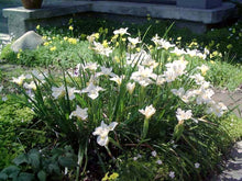 Load image into Gallery viewer, Iris &#39;Canyon Snow - Canyon Snow Iris
