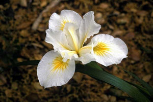 Iris 'Canyon Snow - Canyon Snow Iris