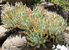 Dudleya caespitosa - Sand Lettuce