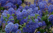 Load image into Gallery viewer, Ceanothus &#39;Frosty Blue&#39; - Frosty Blue Ceanothus
