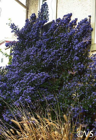 Ceanothus 'Julia Phelps' - Julia Phelps Mountain Lilac