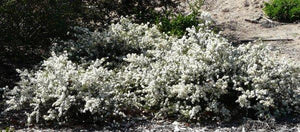Ceanothus rigidus 'Snowball' - Snowball Monterey Ceanothus