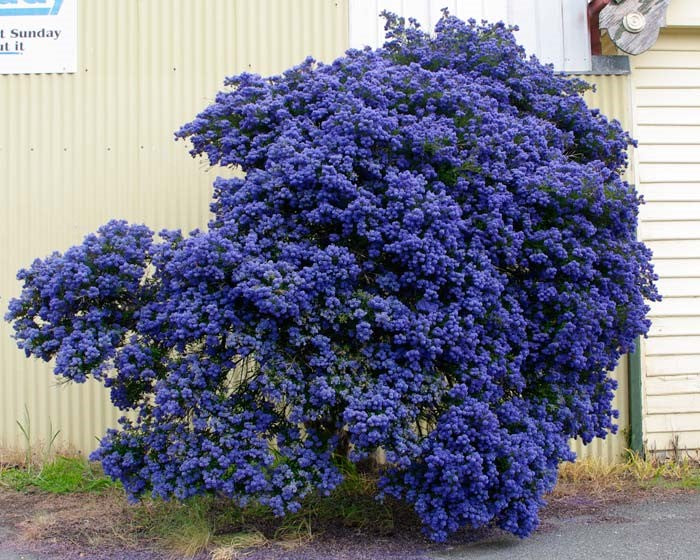 Ceanothus 'Concha' - Concha Ceanothus