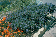 Load image into Gallery viewer, Ceanothus &#39;Far Horizons&#39; - Far Horizons California Lilac
