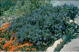 Ceanothus 'Far Horizons' - Far Horizons California Lilac