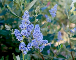 Ceanothus arboreus 'Cliff Schmidt' - Cliff Schmidt Island Ceanothus