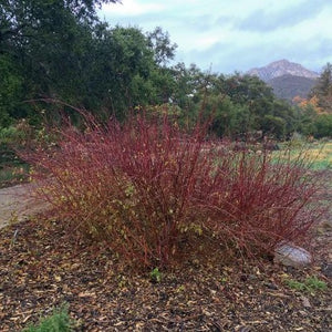 Cornus sericea - Creek Dogwood