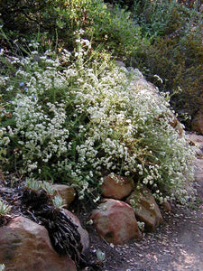 Eriogonum fasciculatum 'Dana Point' - Dana Point Buckwheat