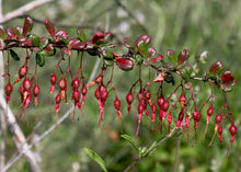 Load image into Gallery viewer, Ribes speciosum - Fuchsia Flowering Gooseberry
