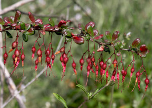 Ribes speciosum - Fuchsia Flowering Gooseberry
